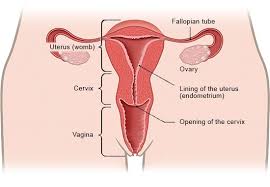Here's what you should know about internal condoms, how to use female condoms, female condom effectiveness, and where to buy fc2. How Do The Female Sex Organs Work Informedhealth Org