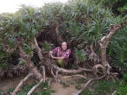 Image result for Pandanus odoratissimus
