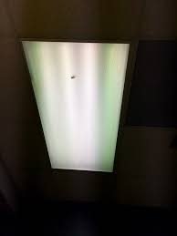 As Above So Below Cockroaches In Ceiling Light Fixtures Indicate Low Level Energy Thoughts And Actions In The Ceiling Light Fixtures Feng Shui Ceiling Lights