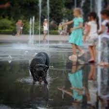 nancy kotova ty styrila ili ya sobaku guboshlepku dogs animals exhibition