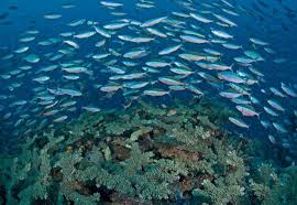 Gambar pola penangkapan ikan makanan laut pasar beku jepang via pxhere.com. Kawasan Timur Indonesia Kaya Sumber Daya Ikan Dari Laut