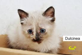 Meet Dulcinea - a cat that once lived at the Puerto Vallarta Municipal  Animal Shelter