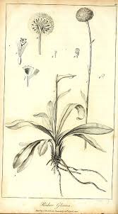 While billy buttons only comes in yellow, it is. Craspedia Plant Wikiwand