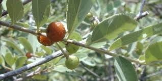 Image result for Grewia falcistipula
