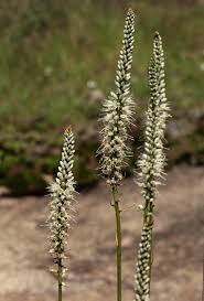 Image result for Chlorophytum colubrinum