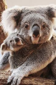 Zooborns Cute Animals Koala Koalas