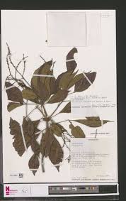 Image result for Pseudocalyx saccatus