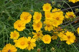 Image result for Cyathula lanceolata