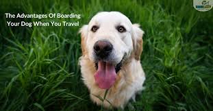 The Advantages Of Boarding Your Dog When You Travel Dogizone