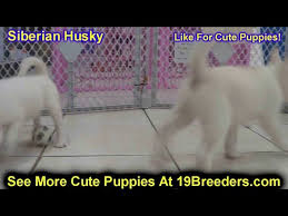 We did not find results for: Kingsport Tn Puppies For Sale 07 2021