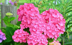 In most species of hydrangea the flowers are white, but in some species, can be blue, red, pink, or purple. Pink Hydrangea Wallpaper Flower Wallpapers 46365