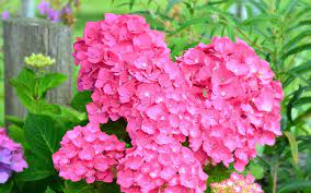 To ensure a margin when hanging, we recommend always flowers are a great concept for new artists to consider on their own. Pink Hydrangea Wallpaper Flower Wallpapers 46365