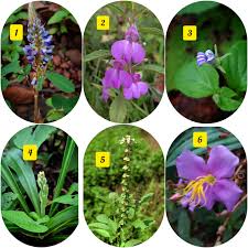 Image result for Limnophyton obtusifolium