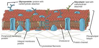 Structure Of The Cell Membrane Biology For Majors I