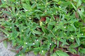 Pilih Mana Rumput Sintetis Vs Rumput Mutiara Selera Id