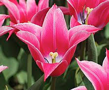 Some other plants have separate male and female flowers, either on the same plant or on different plants. Tulip Wikipedia