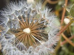 Image result for Crepis urundica