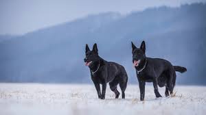 Black German Shepherd Rare Dark Diamond