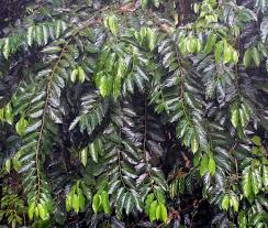 Image result for Strombosiopsis tetrandra