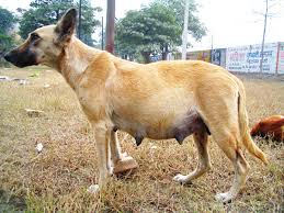 Dogs have three trimesters, each of which lasts about 21 days. What To Expect When Your Pregnant Dog Is Expecting Puppies Pethelpful