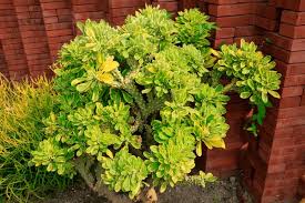 Image result for Euphorbia unicornis