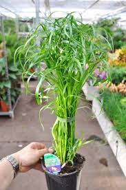 Alternativ können sie auch versuchen, ihr haustier von den pflanzen abzulenken, indem sie spannendes spielzeug für die katze auf dem. Papyrus Wechselblattriges Zyperngras Graser Pflanzen Der Palmenmann