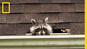 Attic in the destroyed building. How To Evict Your Raccoon Roommates National Geographic Youtube