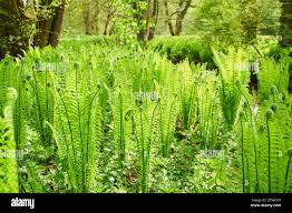 Image result for Dryopteris athamantica
