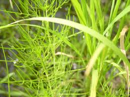 Image result for Rhamphicarpa fistulosa