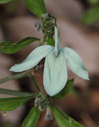 Image result for Ecbolium hastatum