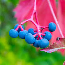 Image result for Parthenocissus