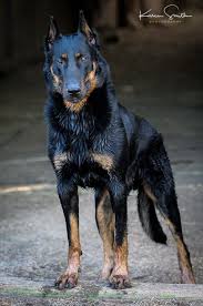 It is a cousin of the briard, and before the french. Okoume The Beauceron Dog Breeds Herding Dogs Breeds Doberman Dogs