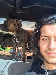 Help find lost dog Bandit in Seminole County