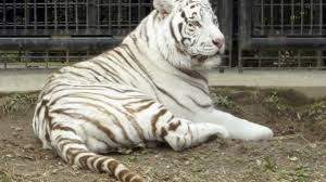 The story takes place in russia during the closing months of the eastern front of world war ii. Rare White Tiger Mauls Zookeeper To Death In Japan