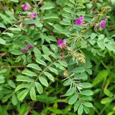 Image result for Tephrosia