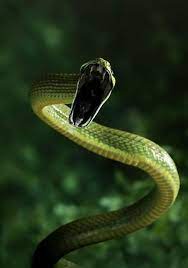 The Green Cat Snake Boiga Cyanea Is A Species Of Nocturnal Mildly Venomous Rear Fanged Colubrid Opisthoglyp Snake Beautiful Snakes Reptiles And Amphibians