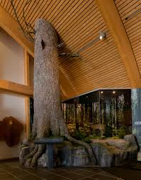 Dieses Weisstannendiorama Wurde Von Uns Im Haus Der Natur Feldberg Im Schwarzwald Errichtet Der Baum Ist Aus Styrop Haus Der Natur Kunstlicher Baum Naturkunde