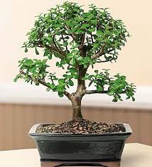 The avocado (persea americana) is a tree that grows to heights of 40 and the flowers. Dwarf Jade Bonsai From 1 800 Flowers Com In 2021 Bonsai Trees For Sale Jade Bonsai Indoor Bonsai Tree