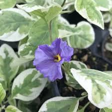 Image result for Lycianthes rantonnetii