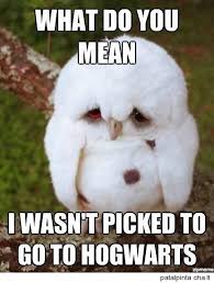 Top 25 Funny Animals Photos And Memes Funny Animal Quotes Funny Animals Funny Animal Photos