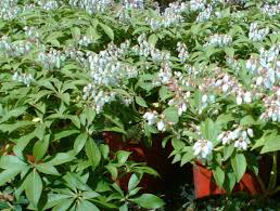 Image result for Pieris japonský debutante obrázek