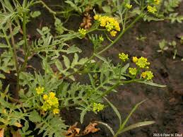 Image result for Rorippa