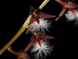 Image result for Bulbophyllum saltatorium