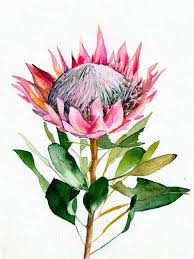 Protea Art Print Tropical Hot Pink Green Watercolor Tropicali Bohemian Boho Decor Ga Protea Art Watercolor Art Prints Etsy Art Prints