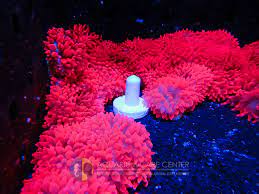 Many new and seasoned aquarists dream of owning these invertebrates. Hot Pink Bubble Tip Anemones Reef2reef Saltwater And Reef Aquarium Forum