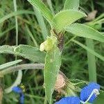 Image result for Commelina latifolia