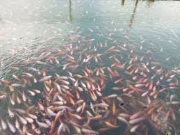Ini adalah bom pengumpul ikan nila/mujair kolam & liar agar cepat berkumpul yang mana merupakan teknik mengumpulkan ikan. Cara Membuat Pelet Ikan Nila Dari Dedak Cara Membuat Pakan Lele Dari Ampas Tahu Bibitikan Net Jevt Online