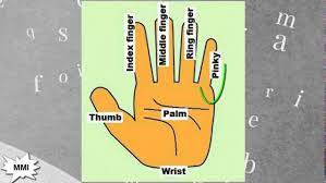 Your pinky finger is the small finger on your hand. Finger Names What Are Fingers Called Youtube