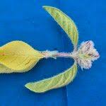 Image result for Cyathula orthacantha