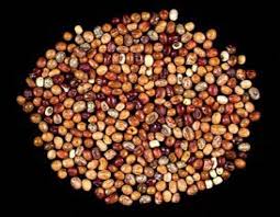 Image result for Macrotyloma africanum